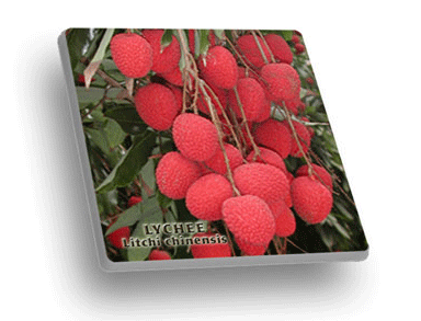 Lychee Coaster Set